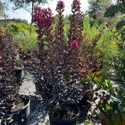 Crape Myrtle Bush Plants