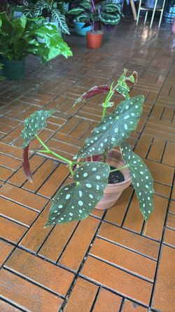 Begonia Maculata Polka Dot Begonia plant 4” pot