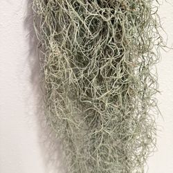 Air Plant Usneoides Bundle 