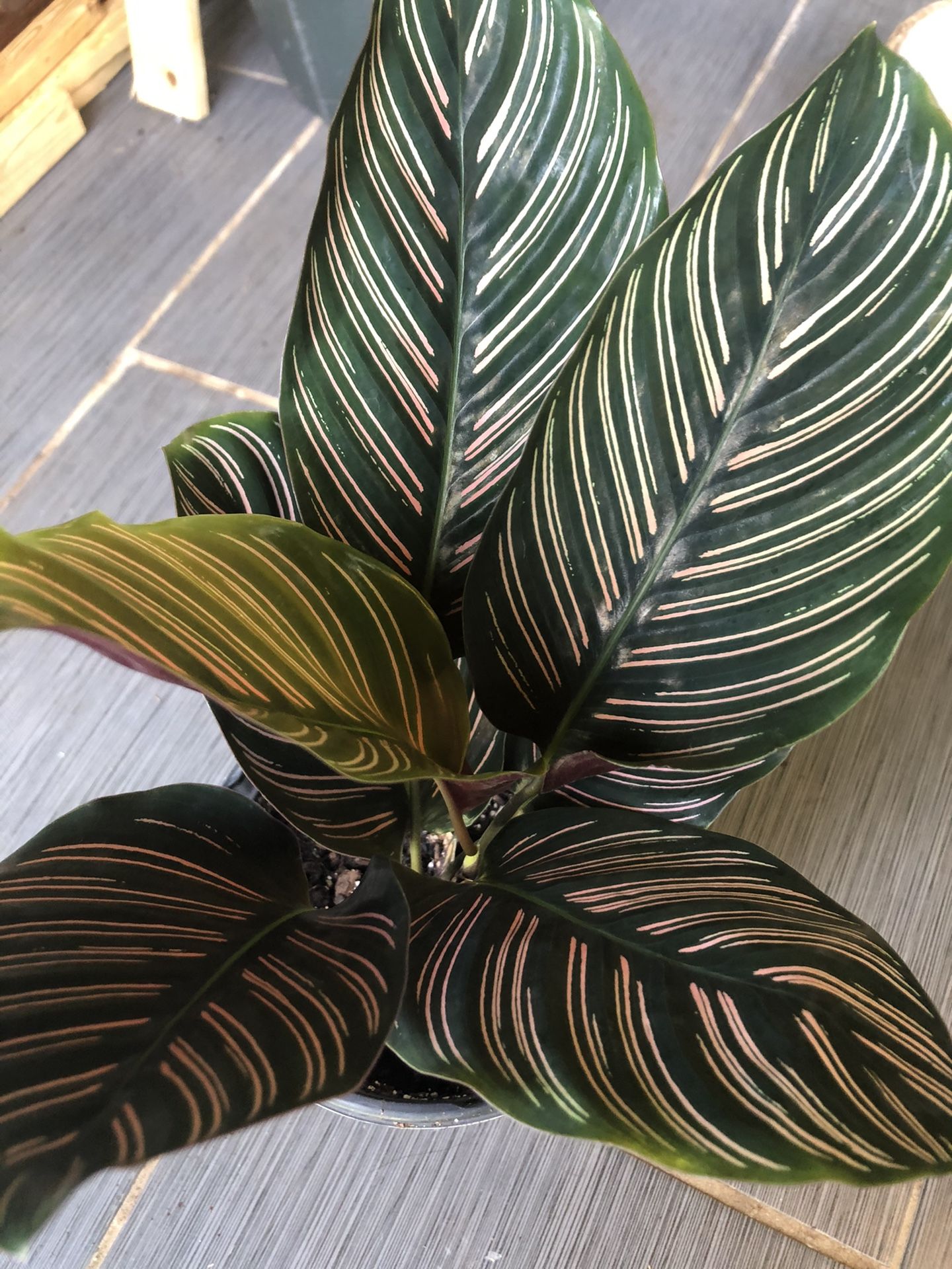 Calathea ornata live indoor plant