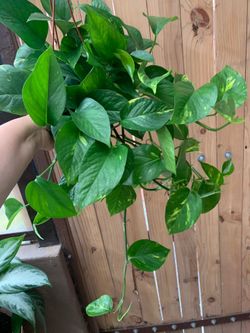 Nice golden photos indoor plants