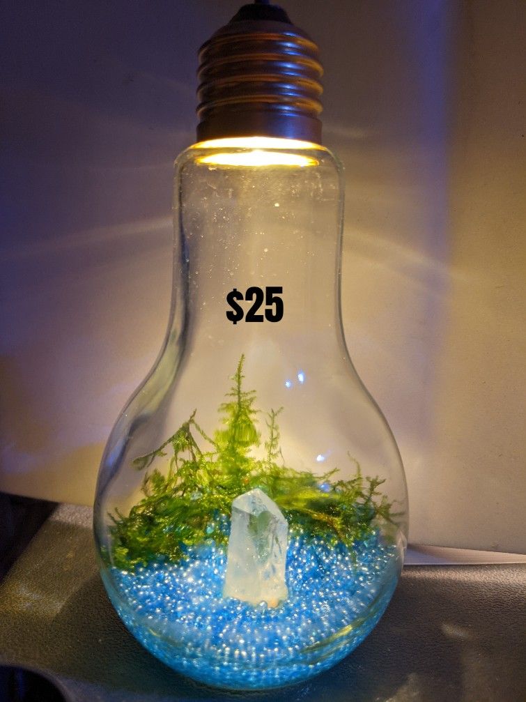 Fish, Shrimp, Neocaridina, Fire red, Guppies, Endlers, Snails, Rams Horn, Plants, Moss, Water Spangles (Salvinia minima) Duck Weed, Pothos