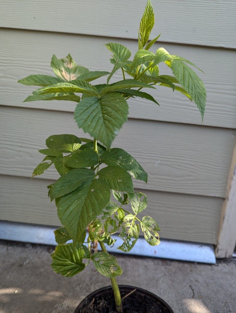 Raspberry Garden Variety Organic (The Bush).Price negotiable