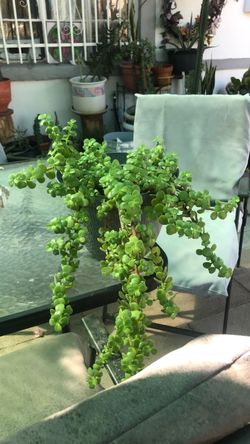 Planta de la abundancia