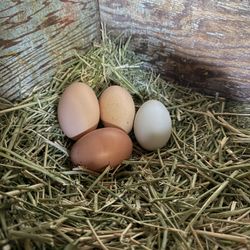 Organic Eggs