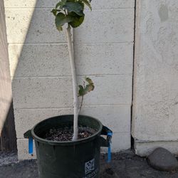 Mulberry Persian Black Grafted 