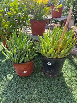 short-leaved aloe (Aloe brevifolia)