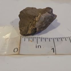 Seashell Fossils