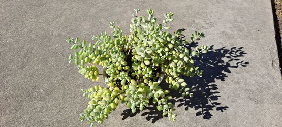 Beautiful succulent plants