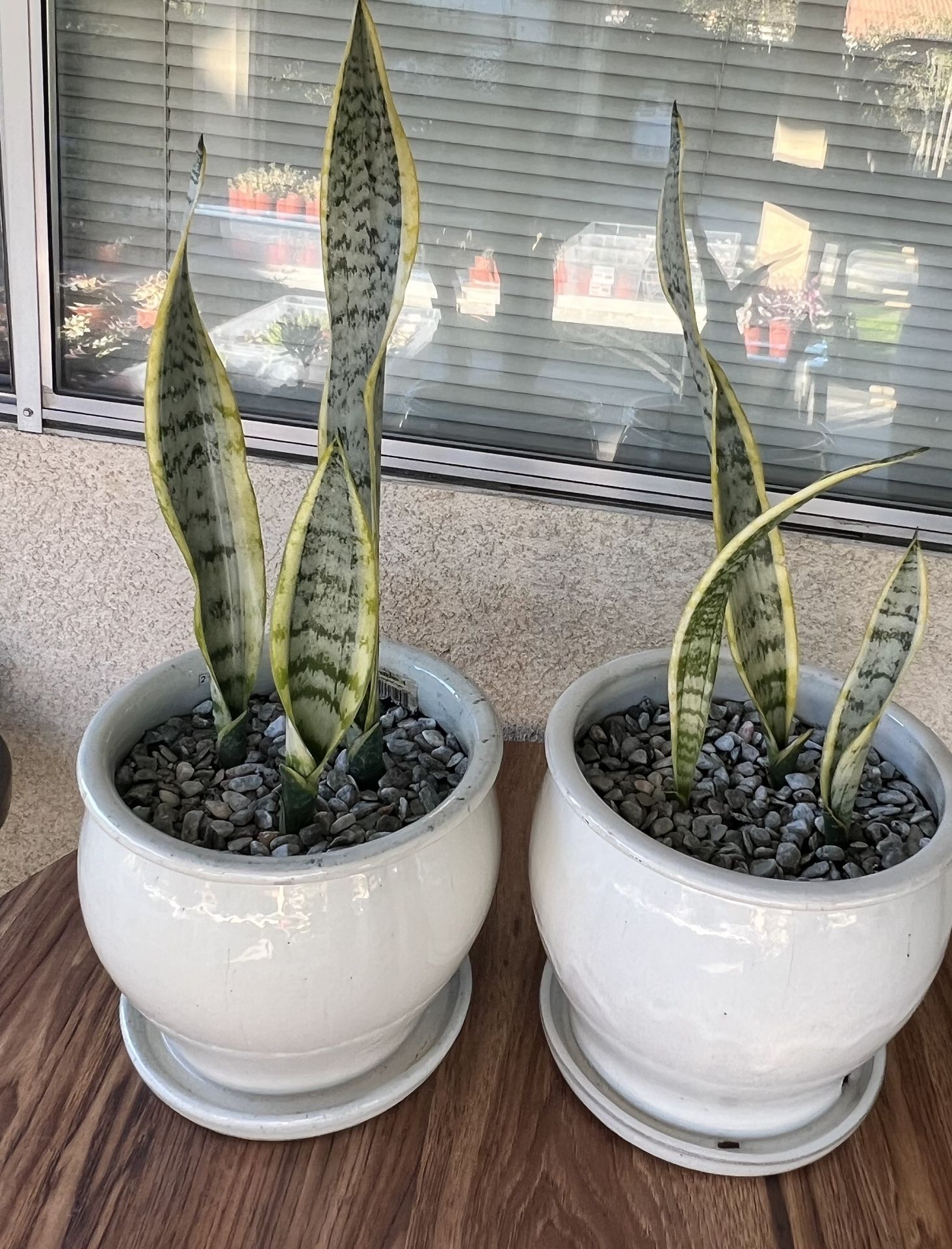 Snake Plant , San Siberia