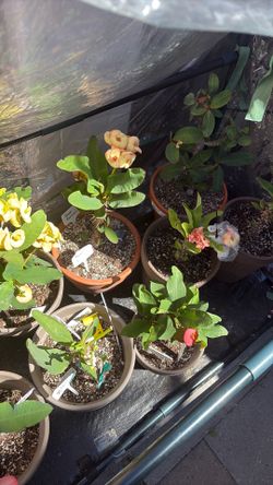 Plantas de Coronas de Cristo varios precios