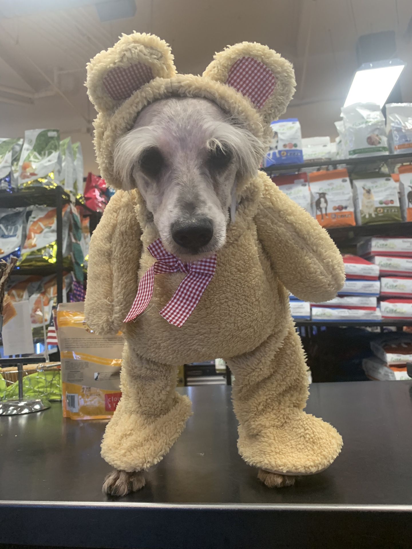 Doggy costumes
