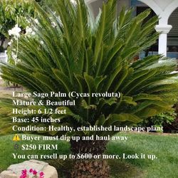 Sago palm