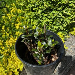 Flower Bush