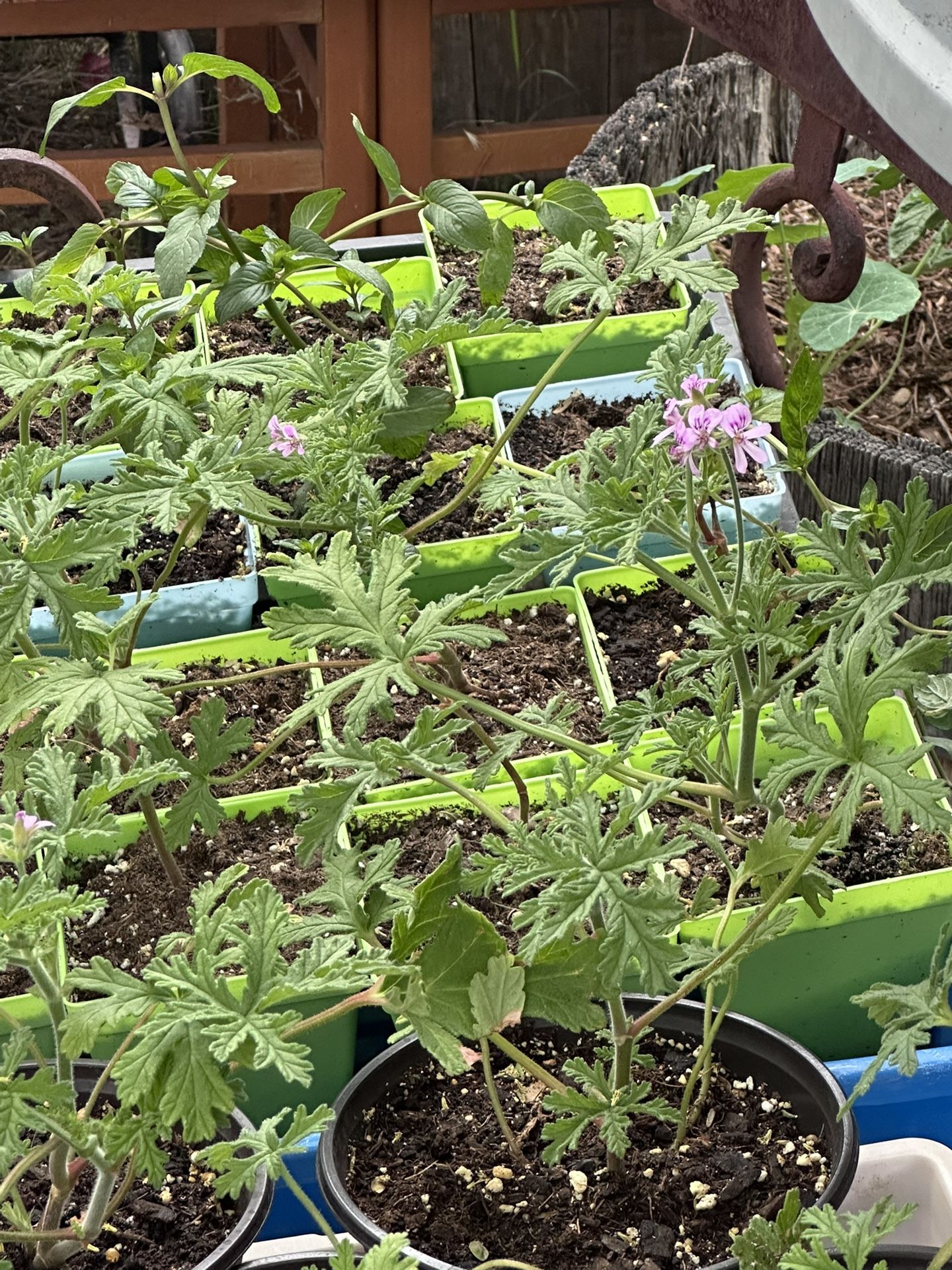 Herbs For sale