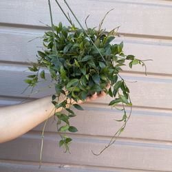 6” hoya lacunosa with peduncle 