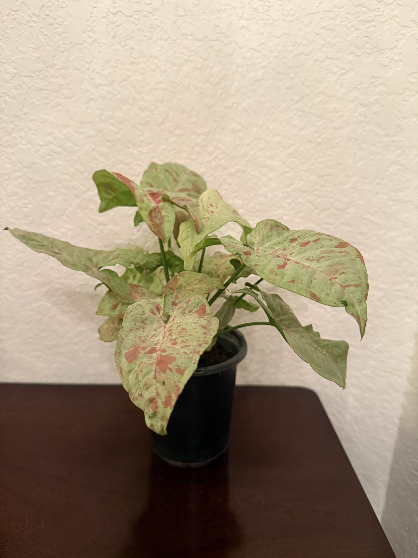 Syngonium Confetti Plant 4” Pot