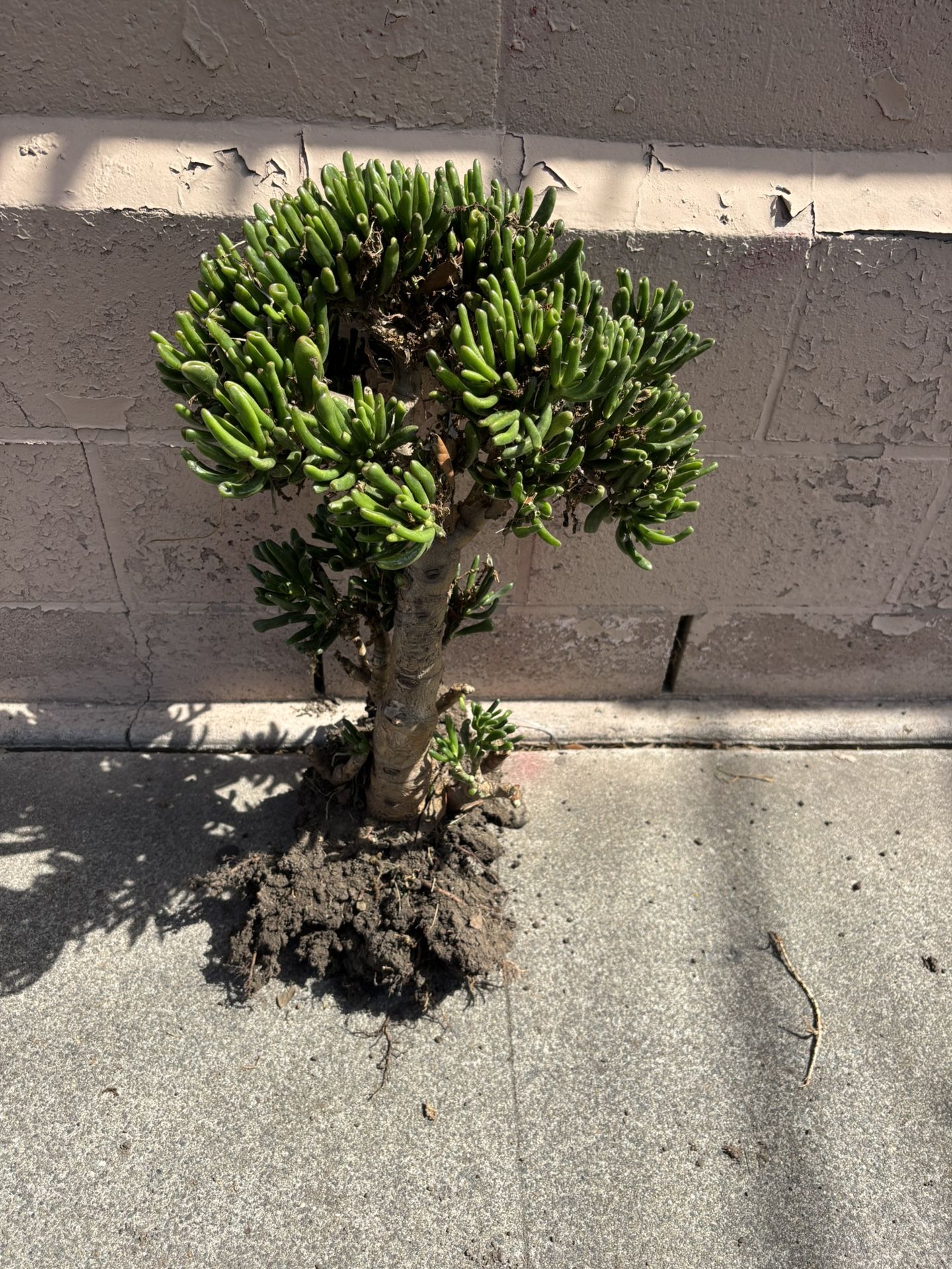 Free Plant Tree