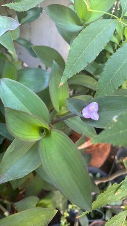 Tradescantia plant