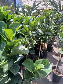 Ficus lyrata trees on sale now $20