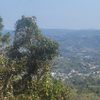 cayey 