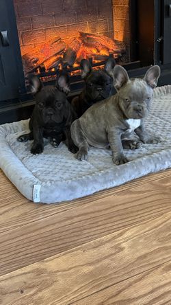 Christmas Trees Picture And Paws