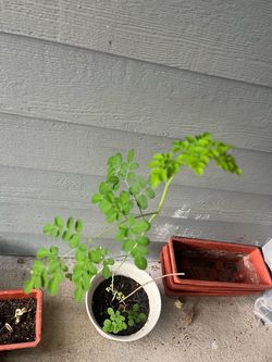 Live Moringa 3ft Tree Seedling in Pot and thick stem.