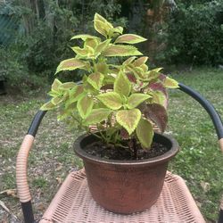 Large Mixed Color Coleus Plant In 12” Decorative Planter