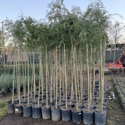 Shade Trees California Peppers 7 Feet Tall 5 Gallons 