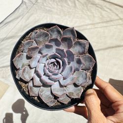 Echeveria Purple Plum