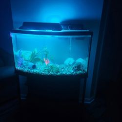 bow front fish tank