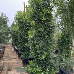 Indian Laurel Columns, Ficus nitida ‘Columns’ , Ficus tree, shade or Hollywood Hedge and privacy 25g Size 