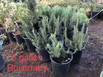 * Rosemary bushes, 1 gallon & 5 gallon Many Other Plants Available * Succulents