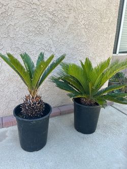 Sago Palm