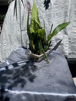 Snake plant