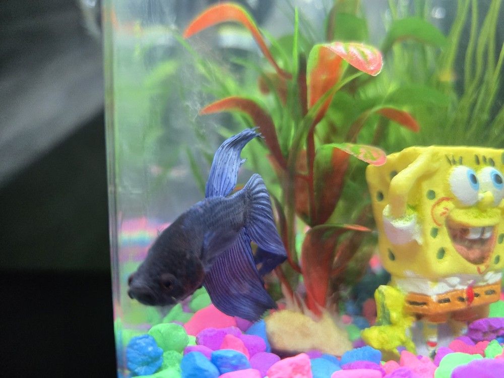 Complete 1 Galloon Sponge Bob Beta Tank- Not Including Fish