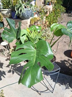 CLEARANCE Monstera Deliciosa Plant $20
