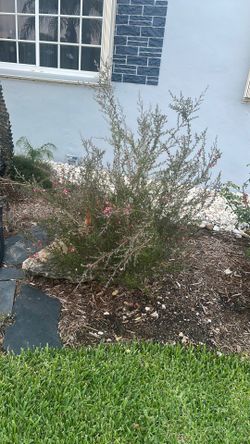 Tea tree plant