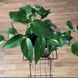 Pothos plant with Terra Cotta Clay Pot