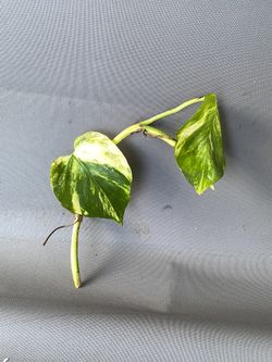 Cutting Pothos
