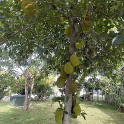 Jackfruit 