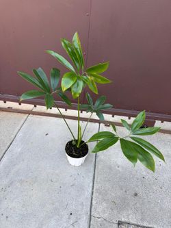 6” philodendron goeldii 