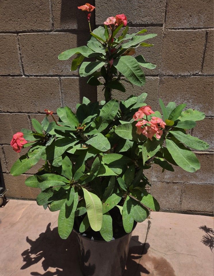 Corona De Cristo Plant