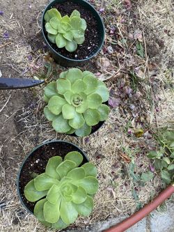 Suculent 🪴 Suculentas