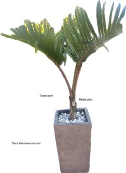 Triangle Palm In Ceramic Pot 