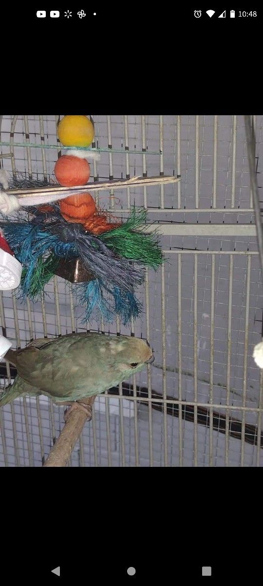 Bird Cages