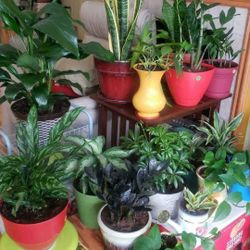 Healthy House Plants, Various Prices For Various Plants