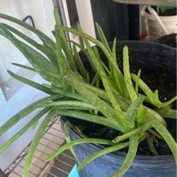 Aloe Vera Plant
