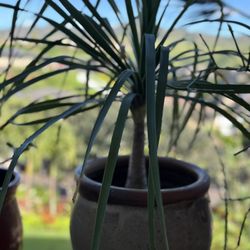 Ponytail Plant In Ceramic Pot