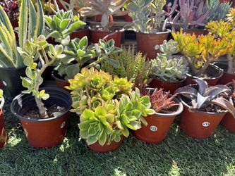 Variety Of Succulents Plants